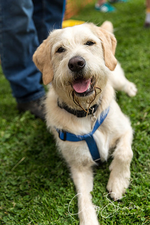 1140_HebdenHappyHounds2016_bluplanetphoto