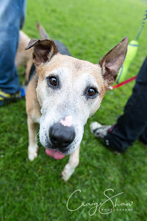 1466_ShibdenDogDayRSPCAHx_bluplanetphoto