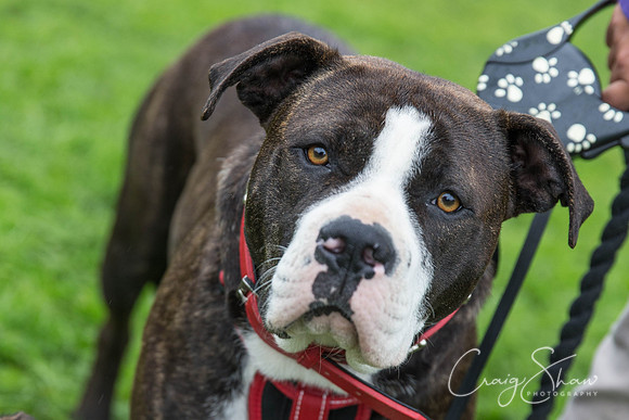 1129_ShibdenDogDayRSPCAHx_bluplanetphoto