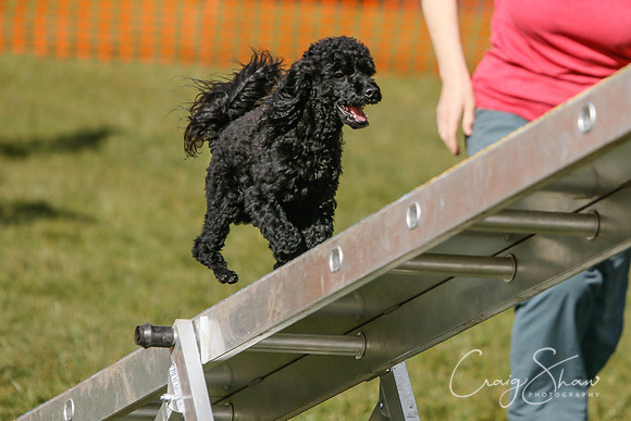 531_SpringersDogClub_FunDay_March2016_craigshaw