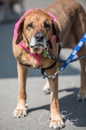 95_DoggyDashHudds2016_craigshawphoto