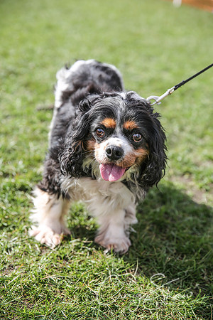 497_SpringersDogClub_FunDay_March2016_craigshaw