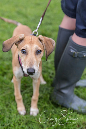 1776_ShibdenDogDayRSPCAHx_bluplanetphoto