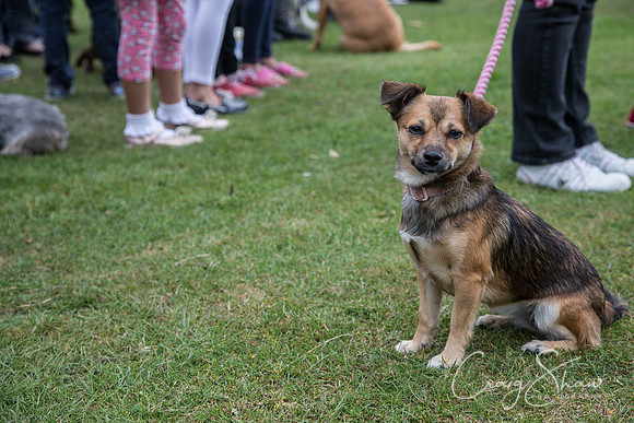 2250_HuddsBarkinthePark2013_bluplanetphoto__D8Q7104