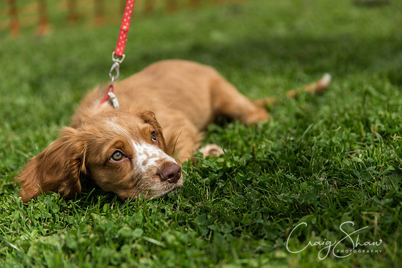 663_HebdenHappyHounds2016_bluplanetphoto