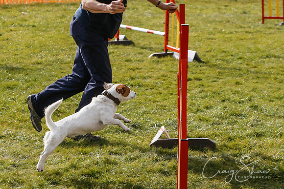 715_SpringersDogClub_FunDay_March2016_craigshaw
