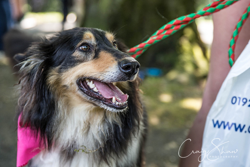 453_DoggyDashHudds2016_craigshawphoto