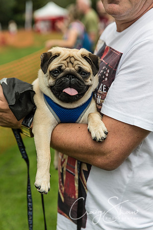 1055_HebdenHappyHounds2016_bluplanetphoto