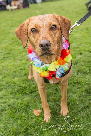 1506_ShibdenDogDayRSPCAHx_bluplanetphoto