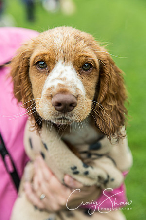 536_ShibdenDogDayRSPCAHx_bluplanetphoto