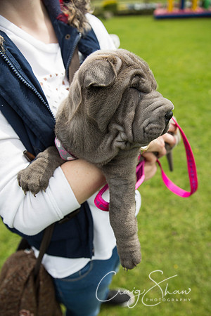 1277_PAWS_FundayJuly2016_bluplanetphoto
