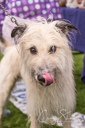 1079_ShibdenDogDayRSPCAHx_bluplanetphoto