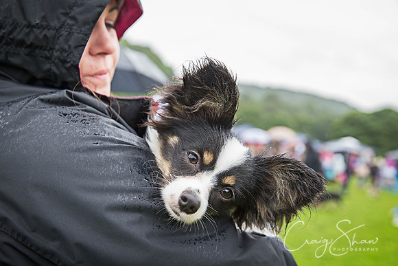 923_ShibdenDogDayRSPCAHx_bluplanetphoto