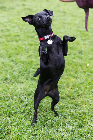 997_ShibdenDogDayRSPCAHx_bluplanetphoto