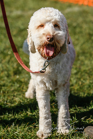 36_SpringersDogClub_FunDay_March2016_craigshaw