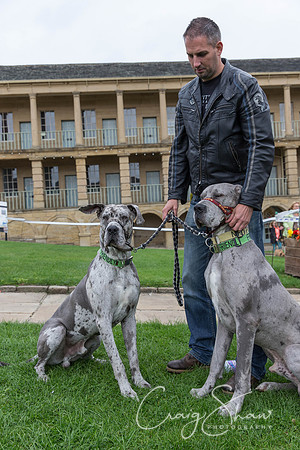 117_RSPCAK9PieceHall2013_bluplanetphoto__D8Q5429
