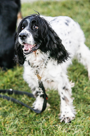 558_SpringersDogClub_FunDay_March2016_craigshaw