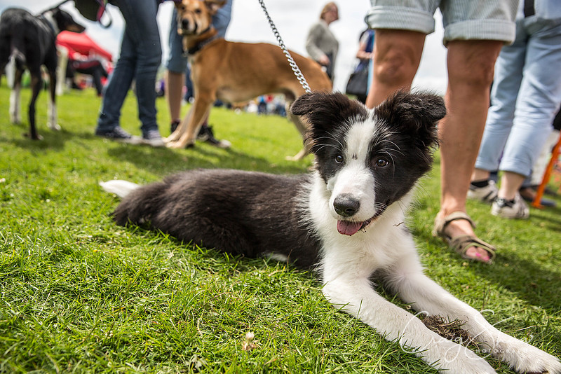 1560_PAWS_FundayJuly2016_bluplanetphoto