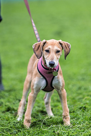 1733_ShibdenDogDayRSPCAHx_bluplanetphoto