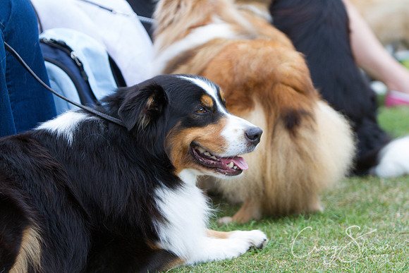 2262_HuddsBarkinthePark2013_bluplanetphoto_IMG_1073