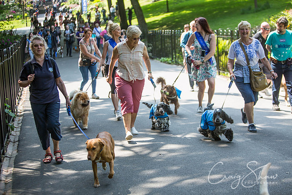 291_DoggyDashHudds2016_craigshawphoto