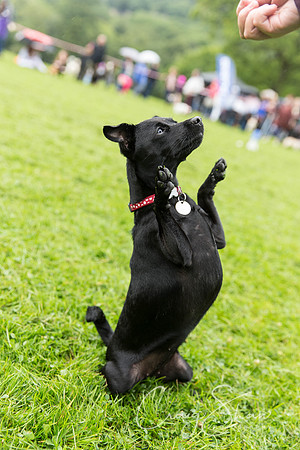 986_ShibdenDogDayRSPCAHx_bluplanetphoto