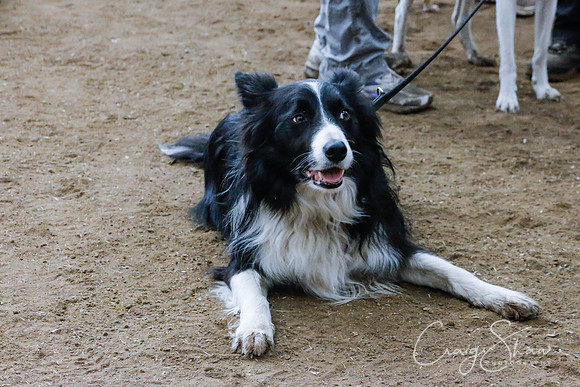 27_SpringersSpringFling2016_bluplanetphoto