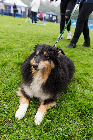 1822_ShibdenDogDayRSPCAHx_bluplanetphoto