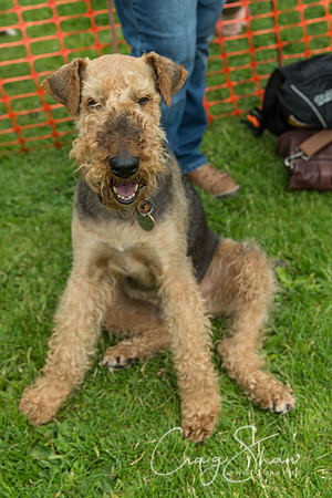 1253_HebdenHappyHounds2016_bluplanetphoto