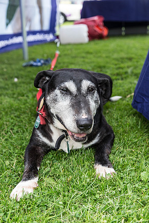 911_HebdenHappyHounds2016_bluplanetphoto