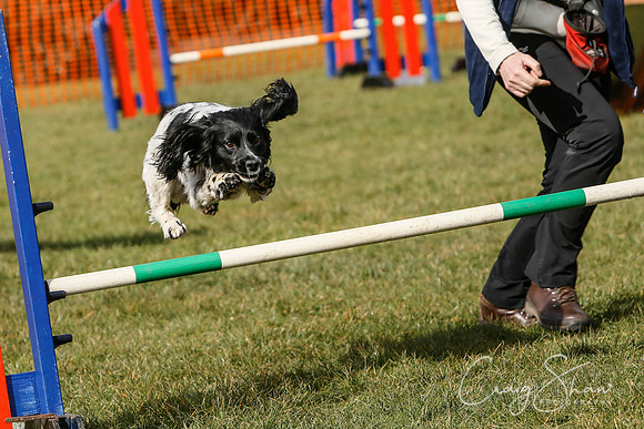 699_SpringersDogClub_FunDay_March2016_craigshaw