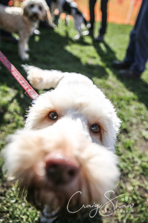 16_SpringersDogClub_FunDay_March2016_craigshaw