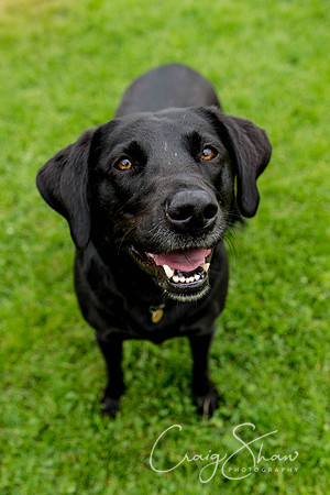 1473_HebdenHappyHounds2016_bluplanetphoto