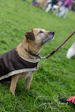 570_ShibdenDogDayRSPCAHx_bluplanetphoto