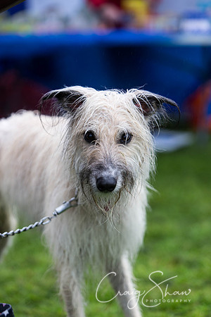 1655_ShibdenDogDayRSPCAHx_bluplanetphoto