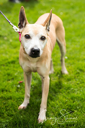 377_PAWS_FundayJuly2016_bluplanetphoto