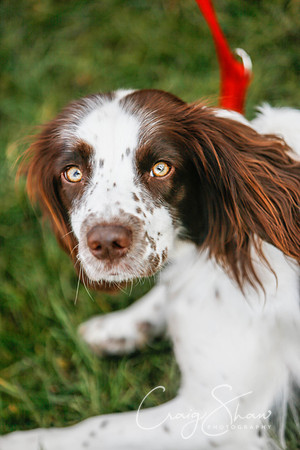 631_SpringersDogClub_FunDay_March2016_craigshaw