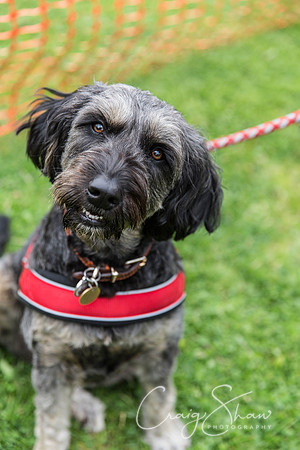 1533_HebdenHappyHounds2016_bluplanetphoto