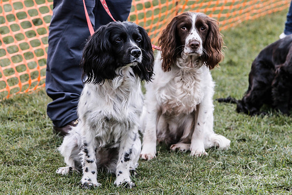 1142_SpringersDogClub_FunDay_March2016_craigshaw
