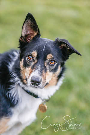 629_SpringersDogClub_FunDay_March2016_craigshaw