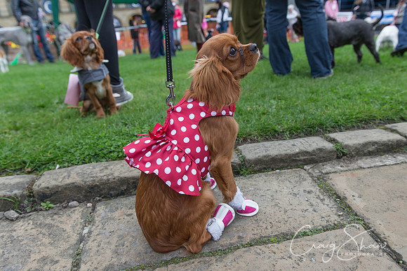 192_RSPCAK9PieceHall2013_bluplanetphoto__D8Q5504