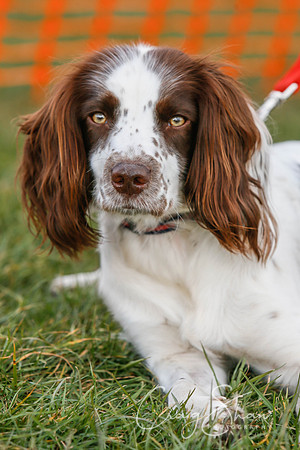615_SpringersDogClub_FunDay_March2016_craigshaw