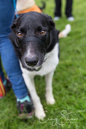 686_ShibdenDogDayRSPCAHx_bluplanetphoto
