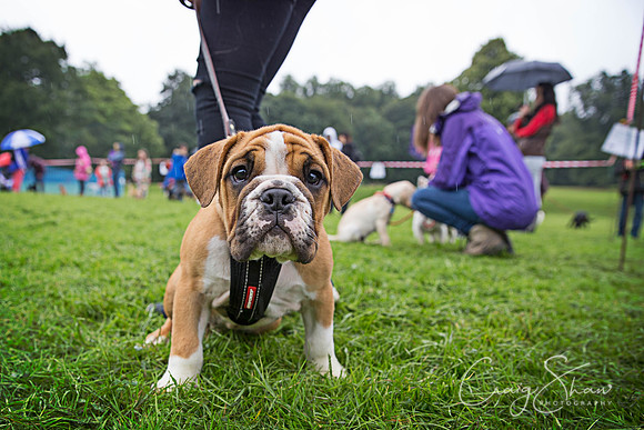898_ShibdenDogDayRSPCAHx_bluplanetphoto