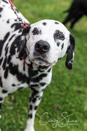 1295_HebdenHappyHounds2016_bluplanetphoto