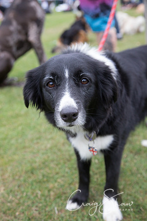 2453_HuddsBarkinthePark2013_bluplanetphoto__D8Q7262