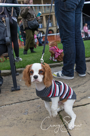 176_RSPCAK9PieceHall2013_bluplanetphoto__D8Q5488