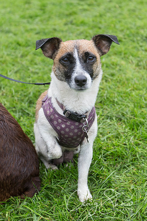 1558_ShibdenDogDayRSPCAHx_bluplanetphoto