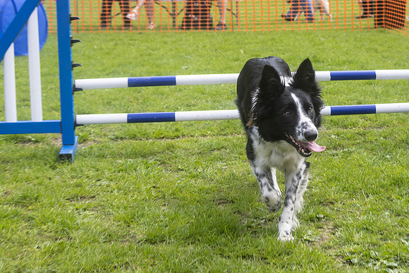 1715_HebdensHappyHounds2024_Cshaw-
