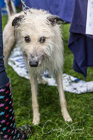 1075_ShibdenDogDayRSPCAHx_bluplanetphoto